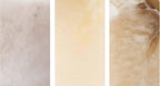 Hosse Wall Sconce
